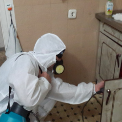 Дезинфекция от муравьев в квартире в Камызяке